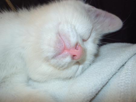 le sommeil du chat heureux